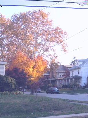 tree